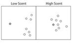Using “Semantic Scent” to Predict Item-Specific Clustering and Switching Patterns in Memory Search
